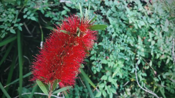 Bottlebrush Pruning in Oviedo