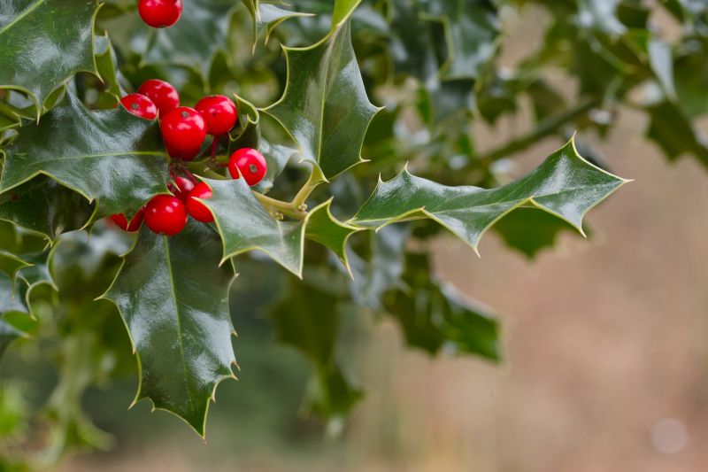 Holly Pruning