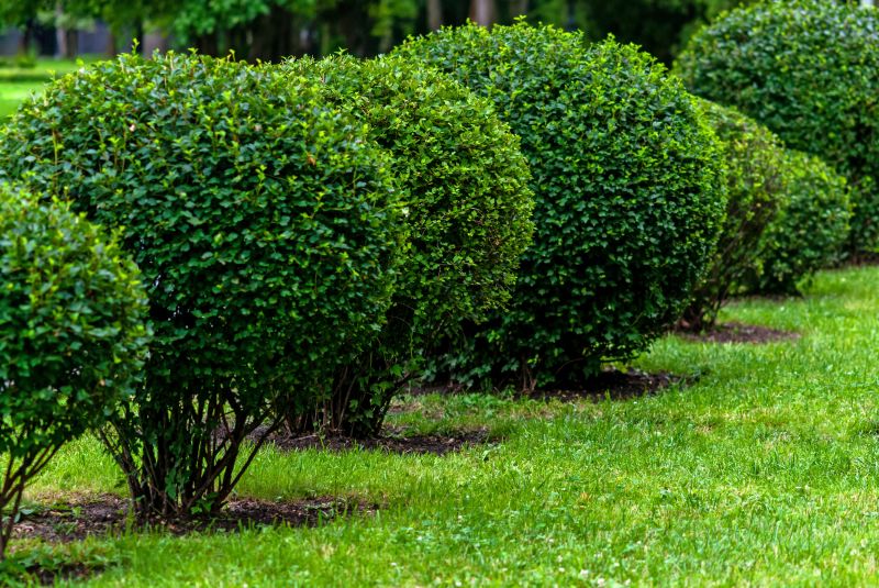 Who Does Shrub Trimmings